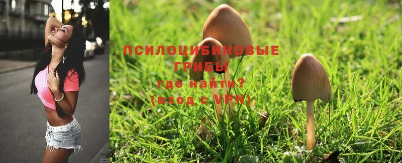 Галлюциногенные грибы Psilocybe  Нижний Ломов 